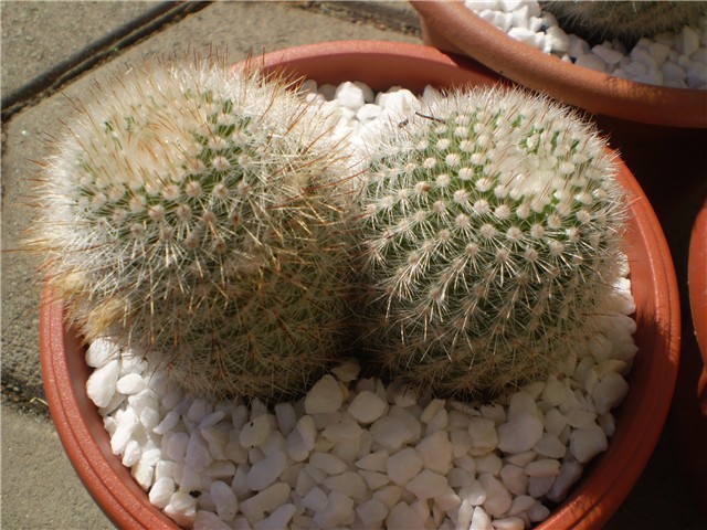 kaktus